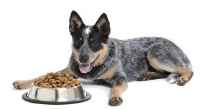 best dog food for blue heelers
